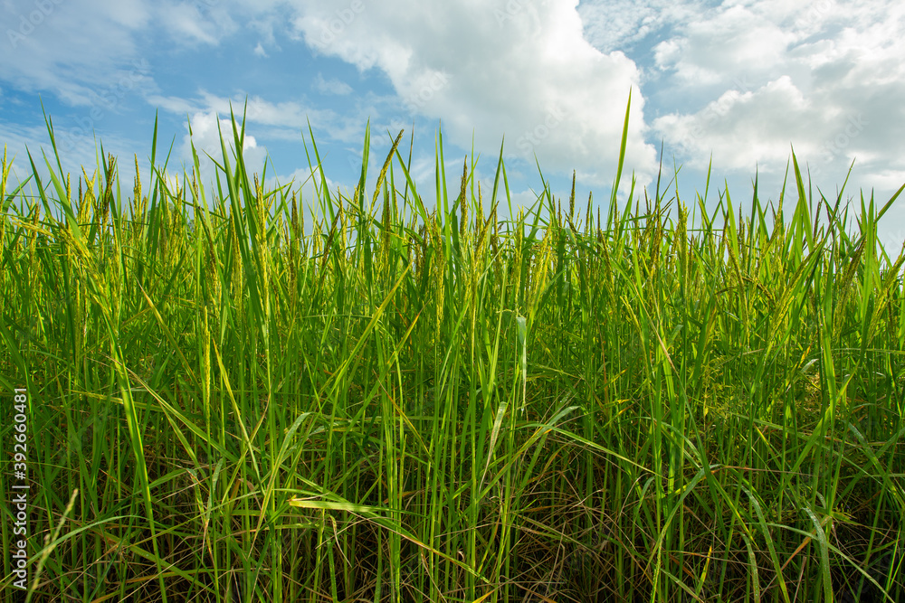 Obraz premium Close-up to thai rice seeds in ear of paddy.Beautiful rice field and ear of rice Morning sun against cloud and sky background