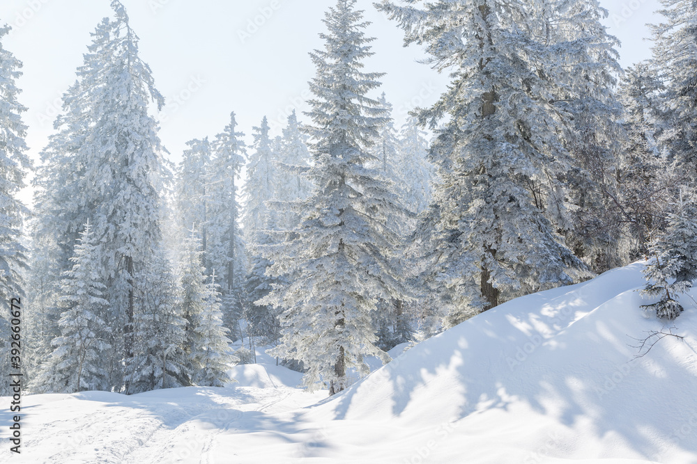 Fototapeta premium Sapins enneigés à Autrans