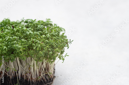 Micro green sprouts of watercress salad. Healthy lifestyle.