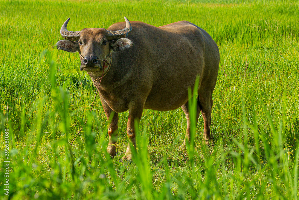 Water buffalo eating grass on meadow nature background Water buffalo eating grass on meadow nature background
