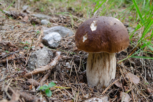 Penny bun (Boletus) mushroom