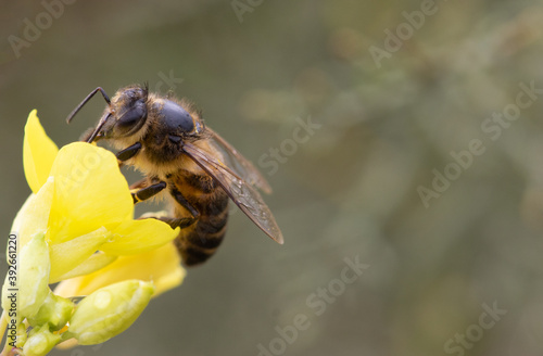 A bee collects pollen from a Yellow flower.