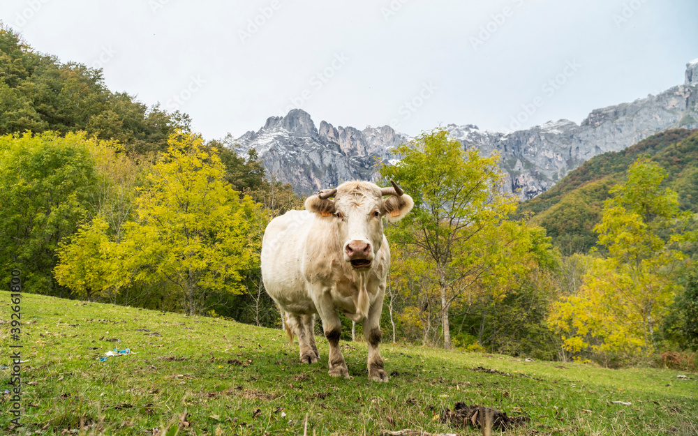 White cow in nature landscape with mountain in the background