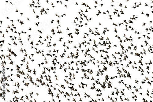 Photography silhouettes a flock of black migratory birds starlings fly on a white background