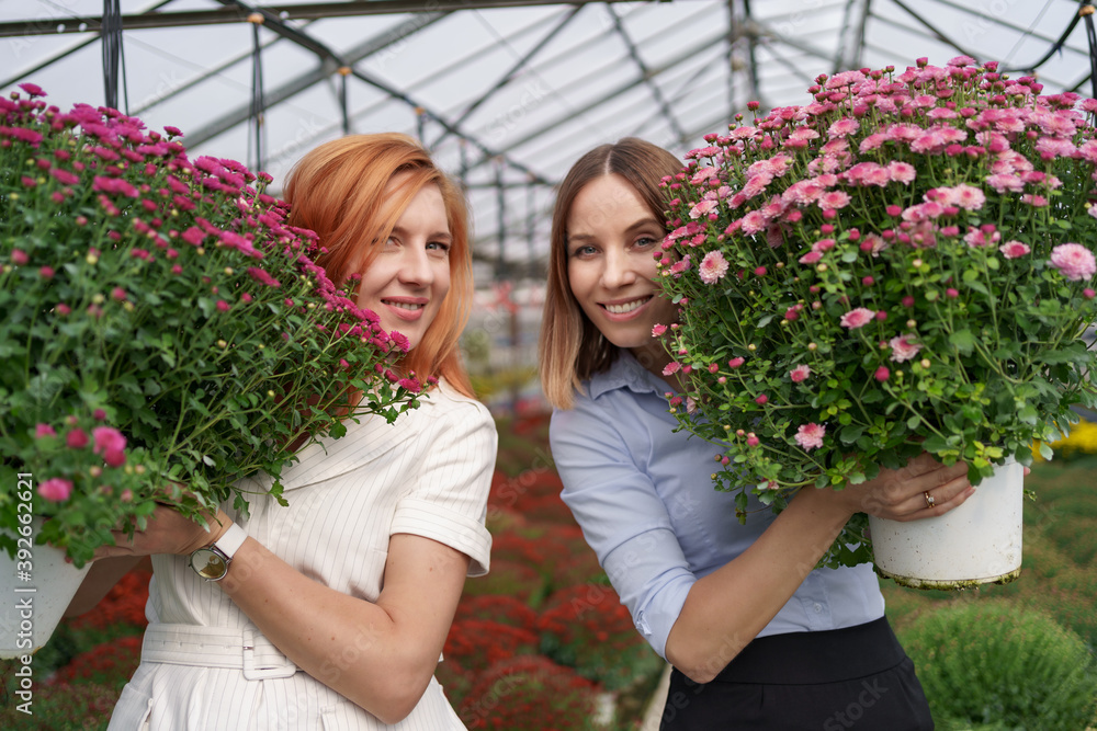 Portrait two adorable ladies posing with a bunches of pink chrysanthemums in a beautiful blooming green house with glass roof. Small entrepreneurship concept