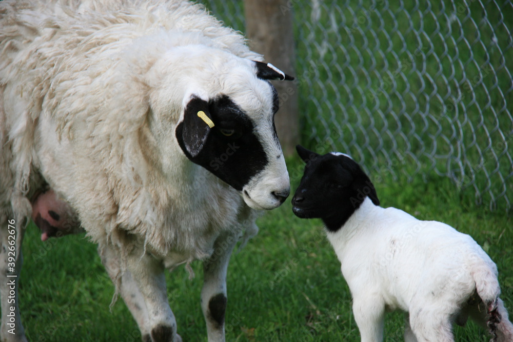 Momma Katahdin sheep caring for baby lamb Momma Katahdin sheep caring for baby lamb