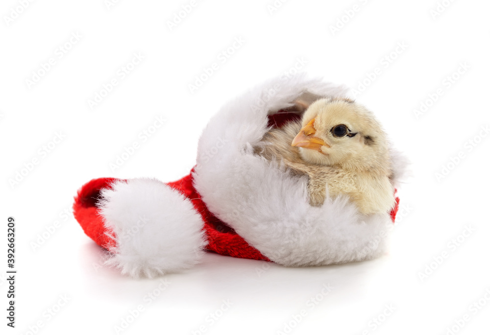 Chicken in a Christmas hat. Chicken in a Christmas hat.
