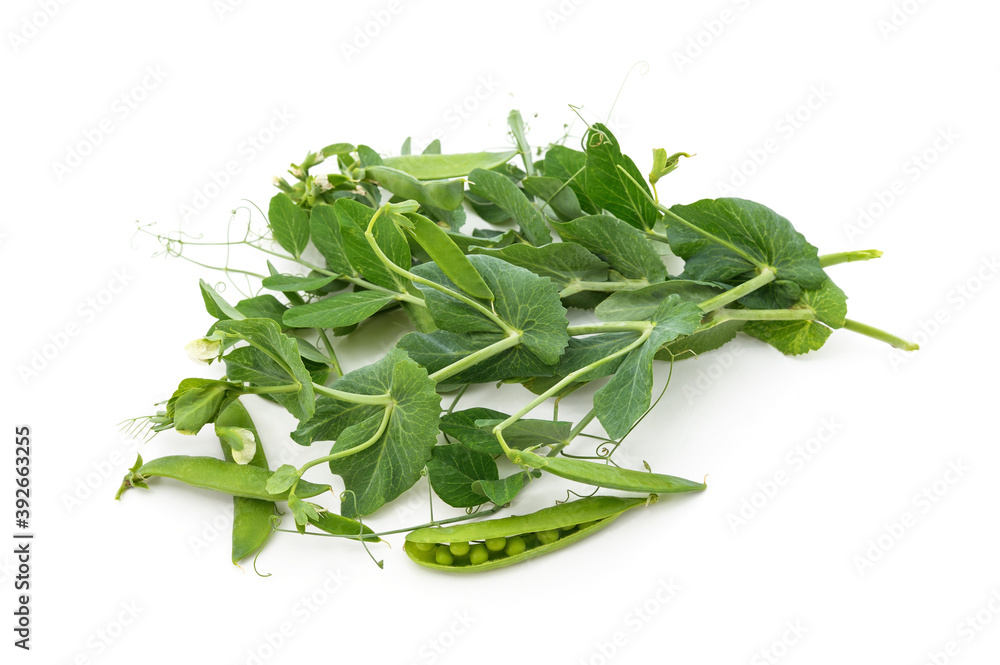 Green peas in shell on the stem. Green peas in shell on the stem.