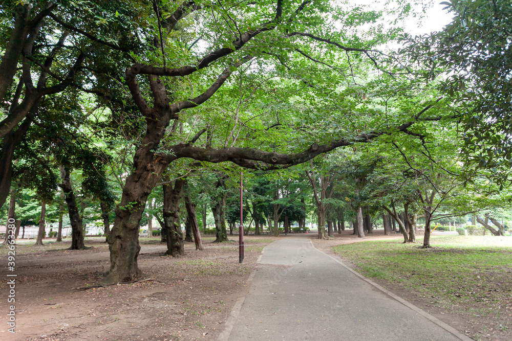 善福寺川緑地公園（東京都杉並区成田東2丁目）