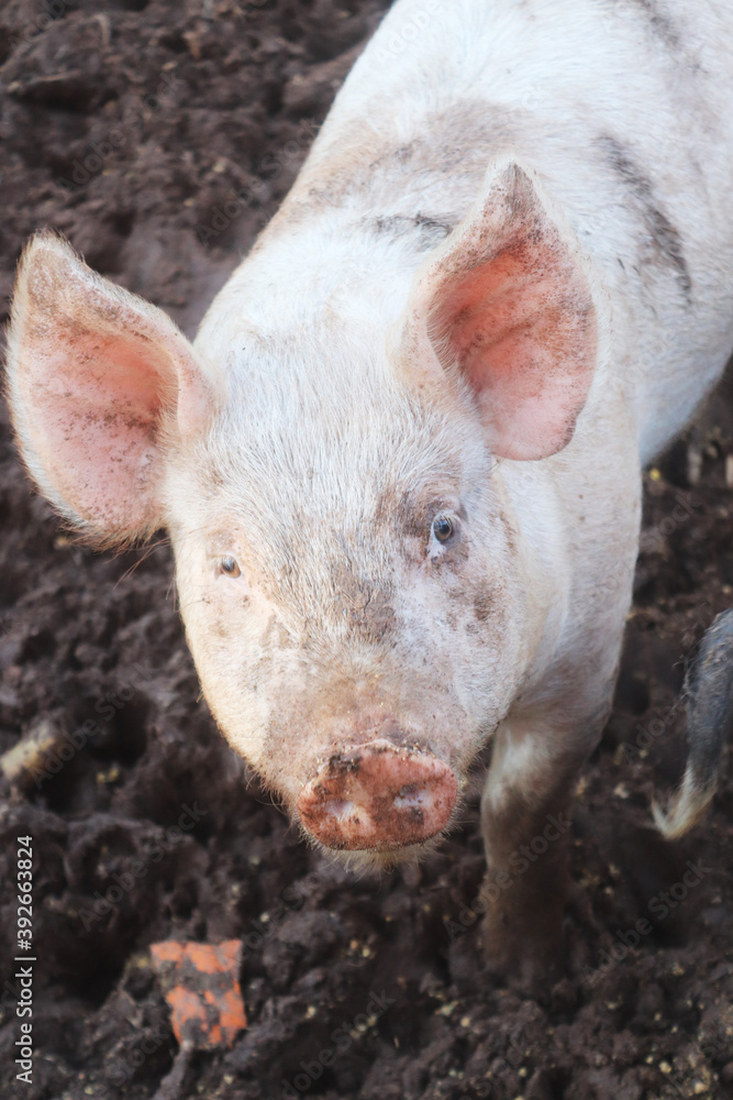Pig 2 Pig 2