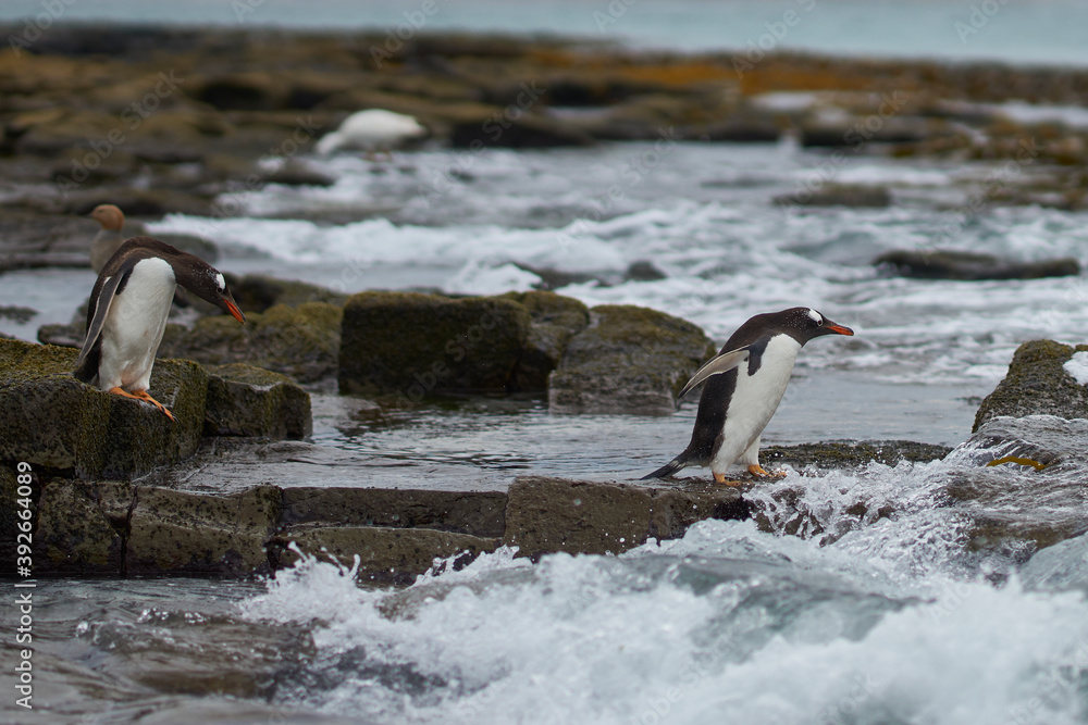 Fototapeta premium Gentoo Penguin (Pygoscelis papua) heading to sea early in the morning on a rocky kelp strewn beach on Bleaker Island in the Falkland Islands.