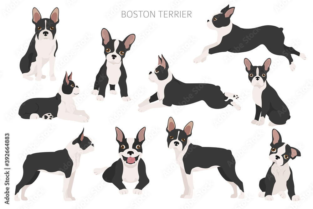 Boston terrier clipart. Different poses set. Adult and boston terrier pupp