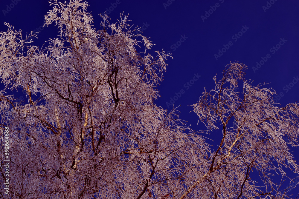 photo of real snowflakes in natural conditions at low temperatures against the background of a blue sky on the branches of trees photo of real snowflakes in natural conditions at low temperatures against the background of a blue sky on the branches of trees