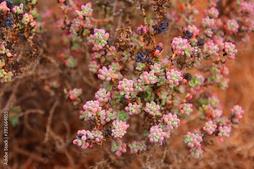 Blue bush in Australia with pink colours © totajla
