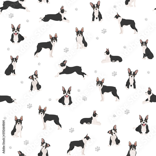 Boston terrier seamless pattern. Dog healthy silhouette and yoga poses background