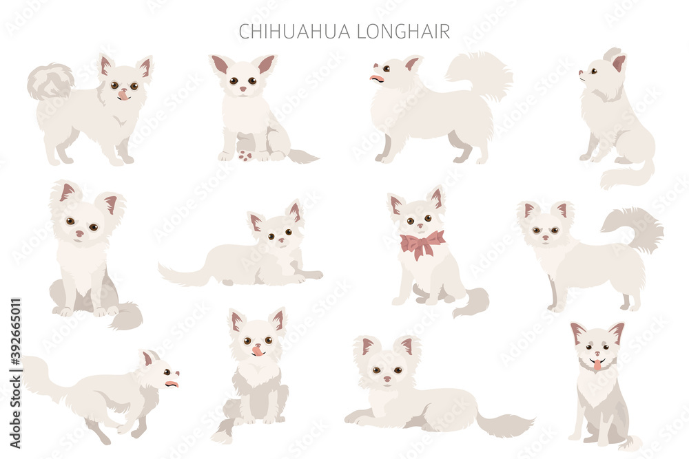 Fototapeta premium Chihuahua dogs in different poses. Adult and puppy set