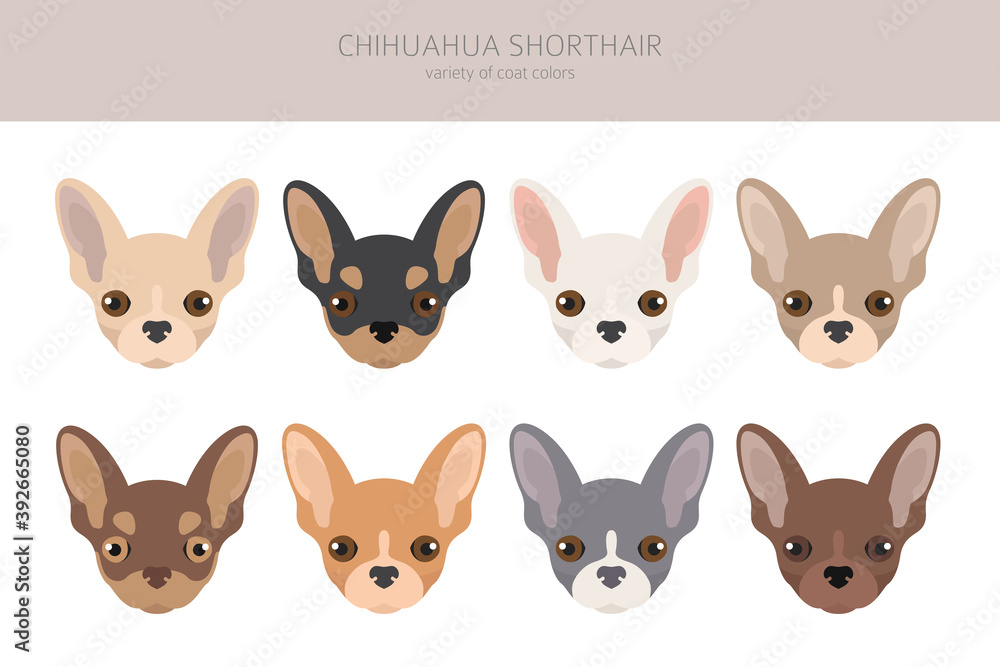 Chihuahua dogs different coat colors. Chihuahuas characters set Chihuahua dogs different coat colors. Chihuahuas characters set