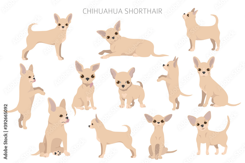 Chihuahua dogs in different poses. Adult and puppy set Chihuahua dogs in different poses. Adult and puppy set