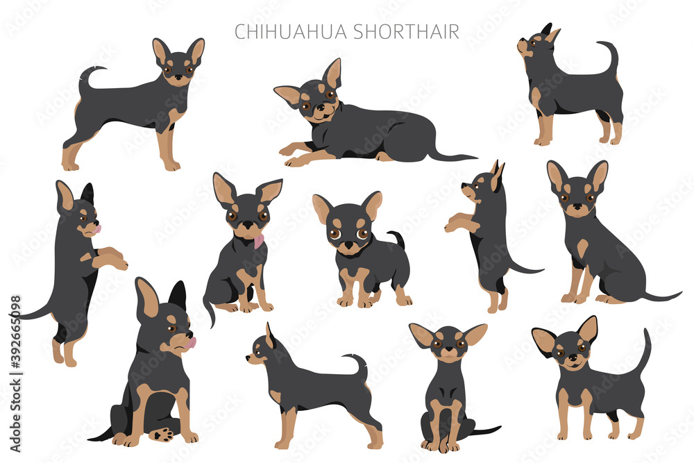 Chihuahua dogs  in different poses. Adult and puppy set