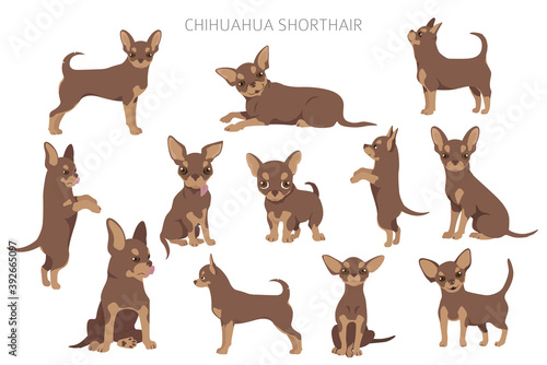 Chihuahua dogs  in different poses. Adult and puppy set