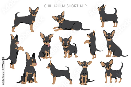 Chihuahua dogs  in different poses. Adult and puppy set