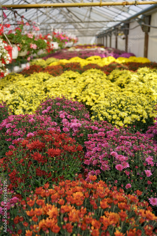 Flowers production and cultivation. Many chrysanthemum flowers in the greenhouse. Chrysanthemum plantation