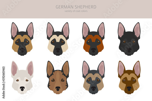 German shepherd dogs different coat colors. Shepherd characters set