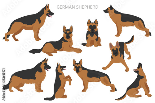 German shepherd dogs in different poses. Shepherd characters set