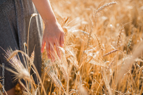 wheat field. the girl runs her hand through the wheat. beautiful background of wheat field.