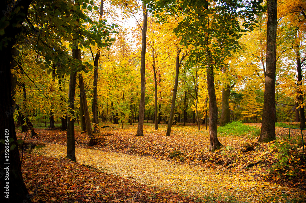 Fototapeta premium autumn in the park