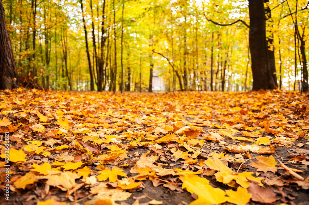 autumn leaves in the park autumn leaves in the park