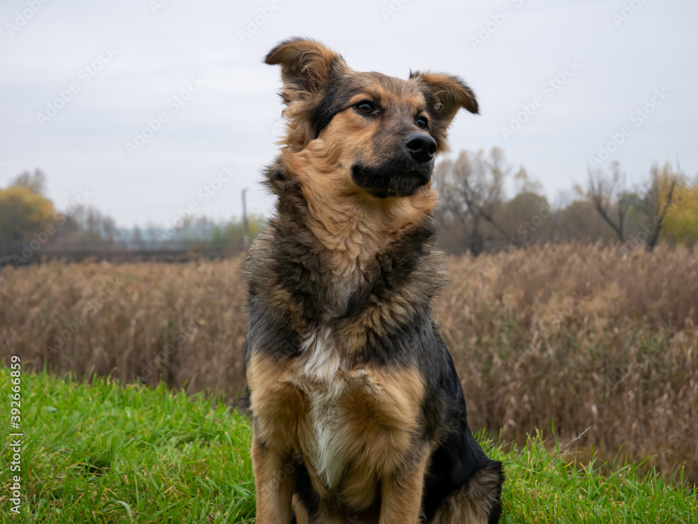 Shaggy dog sitting on a background of green nature Shaggy dog sitting on a background of green nature