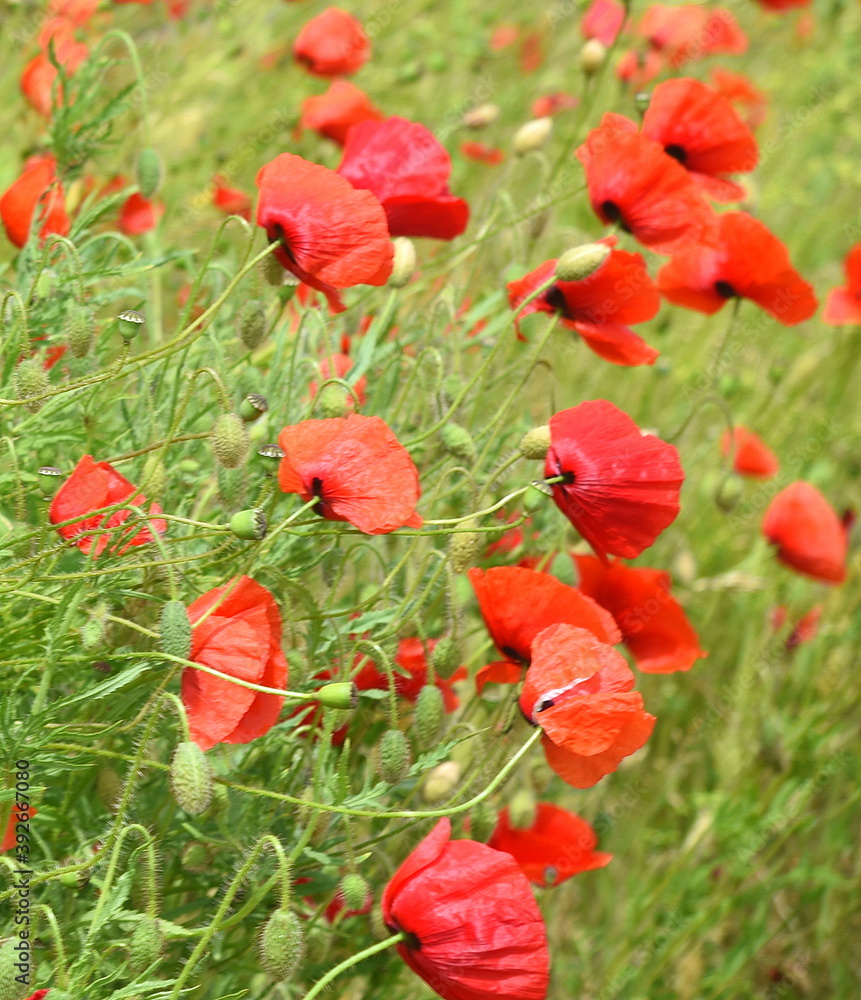 Naklejka premium Leuchtend roter Mohn auf einer Wiese