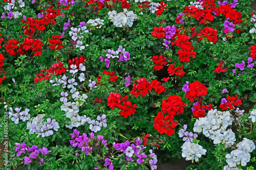 Fototapeta Naklejka Na Ścianę i Meble -  Colourful close up display of Geraniums Pelargoniums in containers