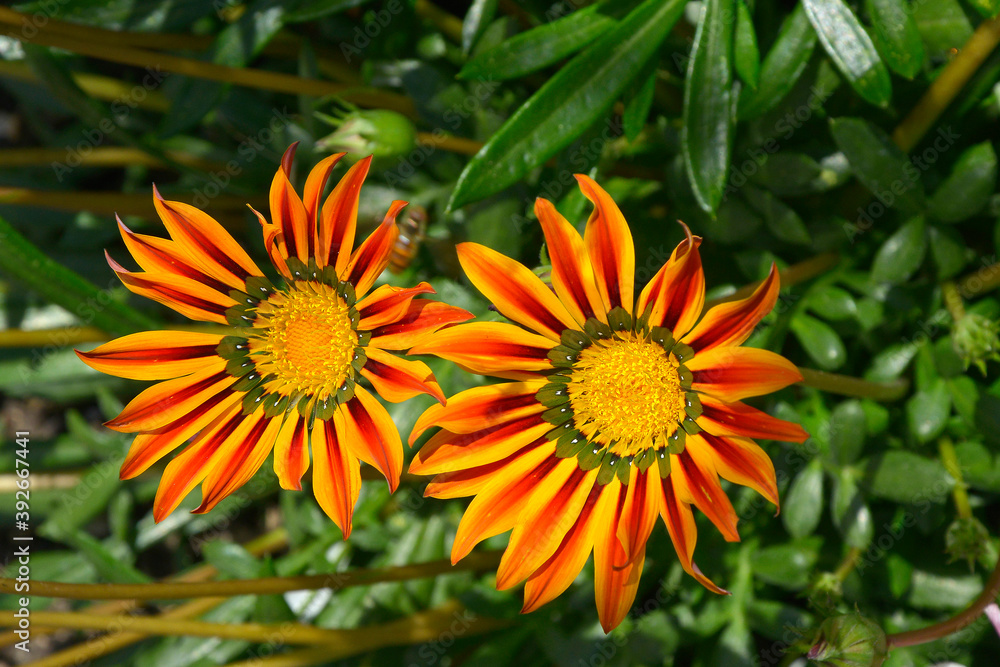 Close up of a garden flower border with colourful Gazania splendens Close up of a garden flower border with colourful Gazania splendens