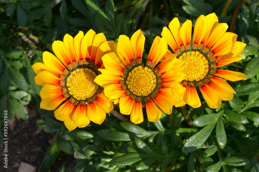 Close up of a garden flower border with colourful Yellow and Orange Gazania splendens Close up of a garden flower border with colourful Yellow and Orange Gazania splendens