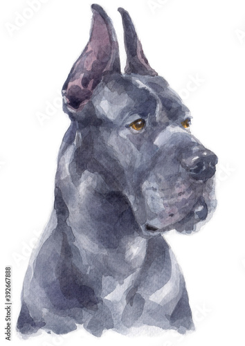 Water colour painting of Great Dane dog. © Blueten