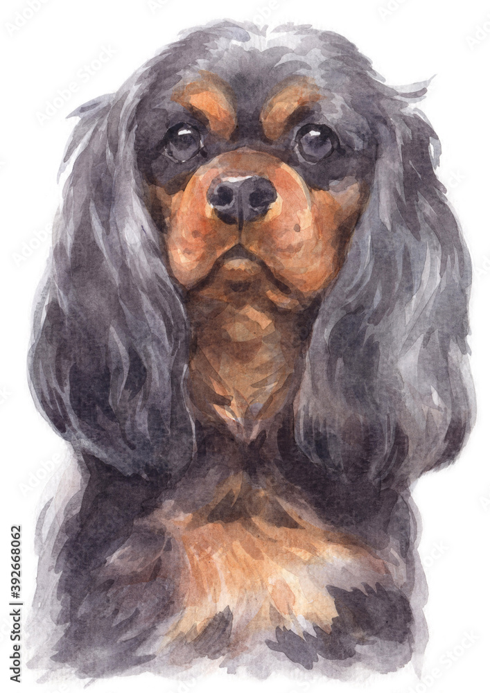 Water colour painting of Cavalier King Charles Spaniel .