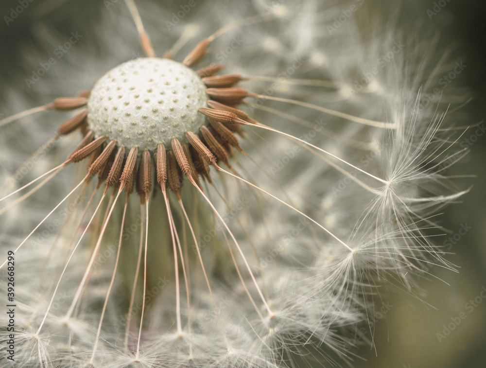 Fototapeta premium dandelion seed head