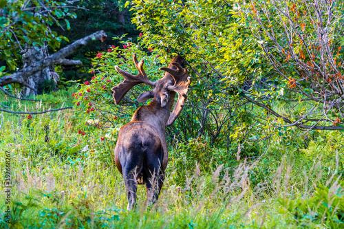 Bull moose with velvet antlers foraging in a green meadow during the summer in the Chugach Mountains near Anchorage, Alaska 