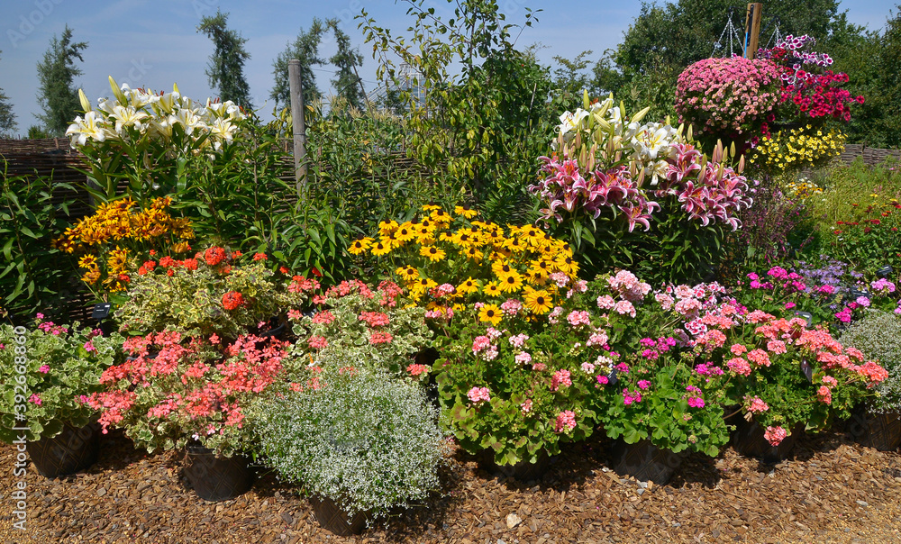A colourful well planted flower border with mixed planting A colourful well planted flower border with mixed planting