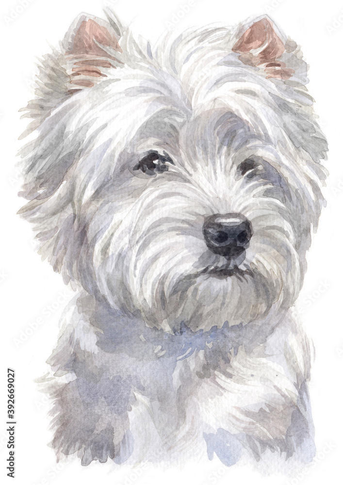 Water colour painting of west Highland white Terrier