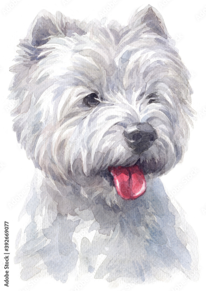 Water colour painting of west Highland white Terrier