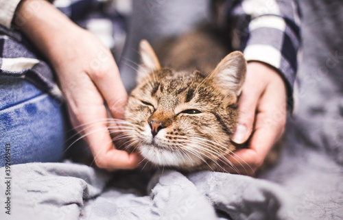 Fototapeta Naklejka Na Ścianę i Meble -  the cutest cat rubs on a caressing hand