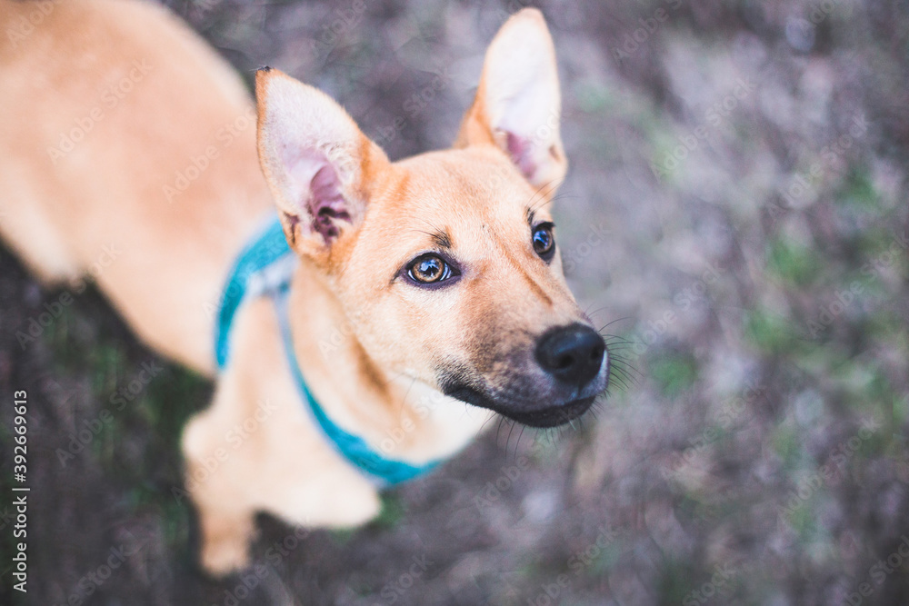 portrait of the mix breed puppy in the park