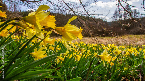 wild daffodil in Nationalpark Eifel Monschau Germany Europe photo