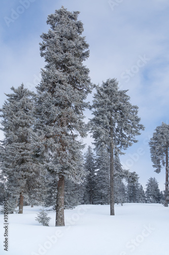 Wallpaper Mural Sapins enneigés dans la foret à Autrans Torontodigital.ca