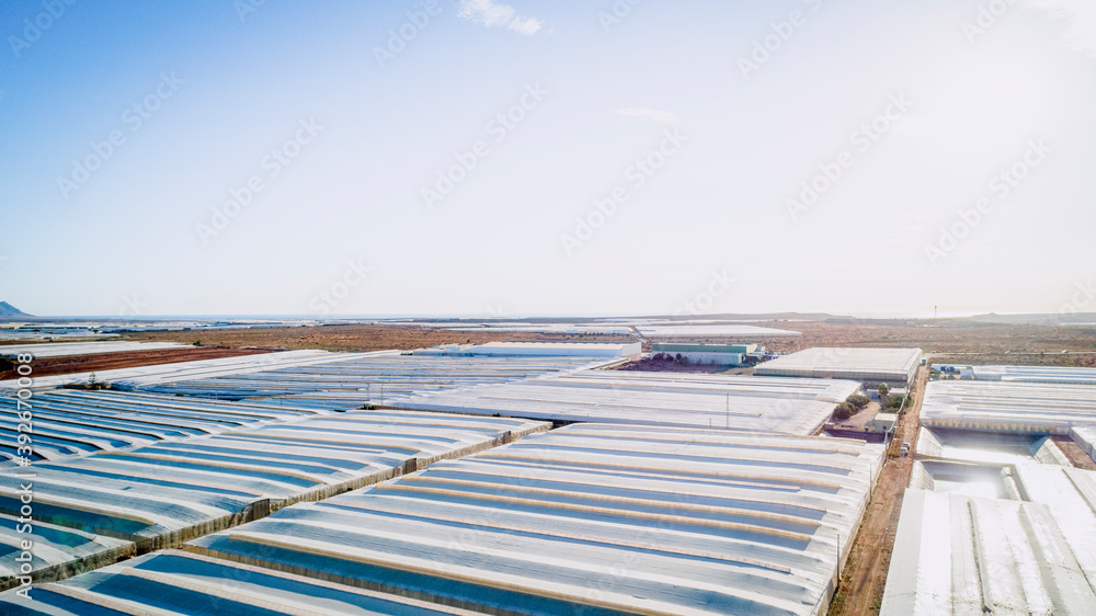 greenhouse tomatoes agriculture spain vegetables food plants