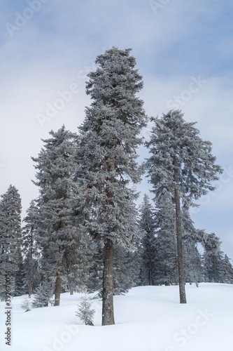 Wallpaper Mural Sapins enneigés dans la foret à Autrans Torontodigital.ca