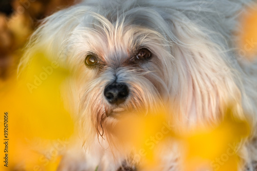 Treue Hundeaugen